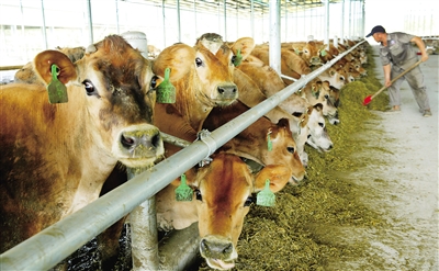 2、奶牛各階段飼料配方